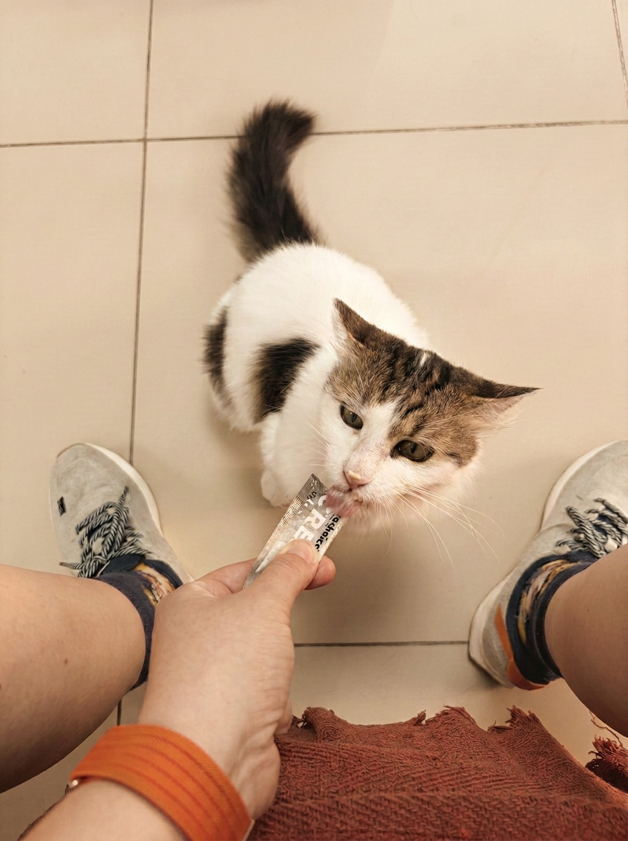 Sarıca Veteriner Kliniği Ümraniye — kliniğin kedisi Sebo ödül mamasını yerken